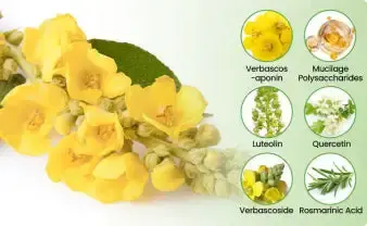 CareBreeze® Botanical Mullein Lung Cleanse Diffuser